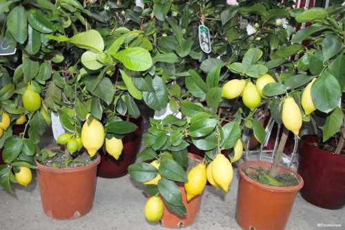 Грунт для домашнего лимона должен быть особенным, почва с вашего огорода или сада точно не подойдет
