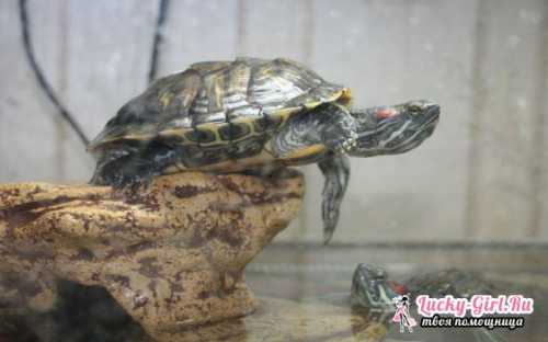 Красноухая черепаха в домашних условиях