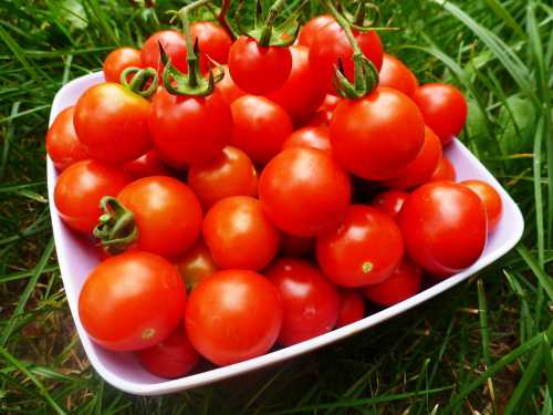 Нормализация обмена веществ это одно из важнейших полезных свойств томатов